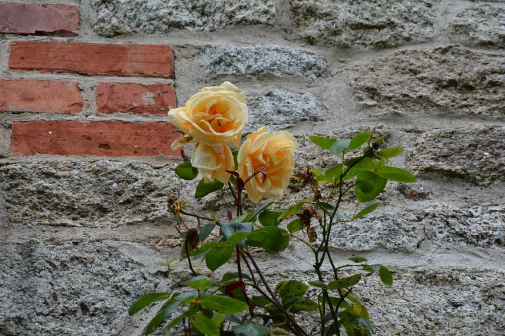 DSC_5544Mittel_.JPG